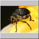 Mononychus punctum-album - Weisspunktiger Schwertlilienruessler 03 4mm.jpg